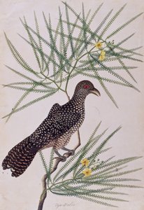 Taja Walie, from Drawing of Birds from Malacca, c.1805-18 by Chinese School